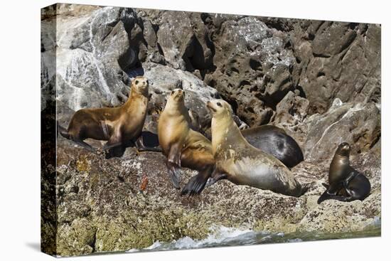 California Sea Lions, Los Islotes, Baja California Sur, Gulf of California, Mexico-Michael Nolan-Premier Image Canvas