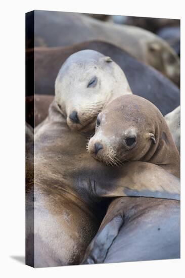 California sea lions two resting, Monterey Bay, California, USA-Suzi Eszterhas-Premier Image Canvas