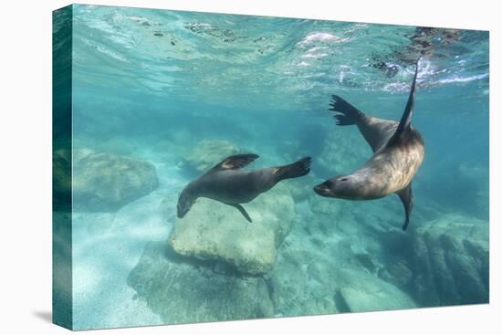 California Sea Lions (Zalophus Californianus), Playing Underwater at Los Islotes-Michael Nolan-Premier Image Canvas