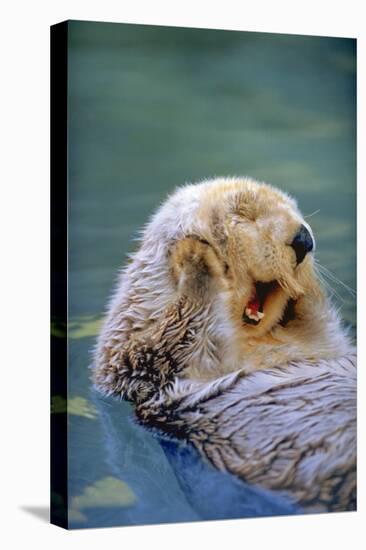 California Sea Otter floating face up, Monterey, California-Stuart Westmorland-Premier Image Canvas