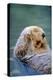 California Sea Otter floating face up, Monterey, California-Stuart Westmorland-Premier Image Canvas