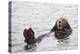 California Sea Otter-Hal Beral-Premier Image Canvas