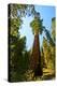 California, Sequoia, Kings Canyon National Park, General Grant Tree-Bernard Friel-Premier Image Canvas