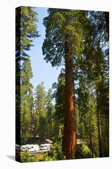 California, Sequoia, Kings Canyon National Park, Grant Grove, Giant Sequoia Trees-Bernard Friel-Premier Image Canvas