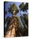 California, Sequoia National Park, General Sherman Tree, USA-Michele Falzone-Premier Image Canvas