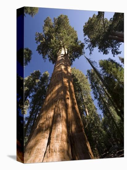 California, Sequoia National Park, General Sherman Tree, USA-Michele Falzone-Premier Image Canvas