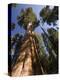 California, Sequoia National Park, General Sherman Tree, USA-Michele Falzone-Premier Image Canvas