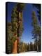 California, Sequoia National Park, Huge Trunks of Tall Sequoia Trees on Tall Trees Trail in Winter-Christian Kober-Premier Image Canvas