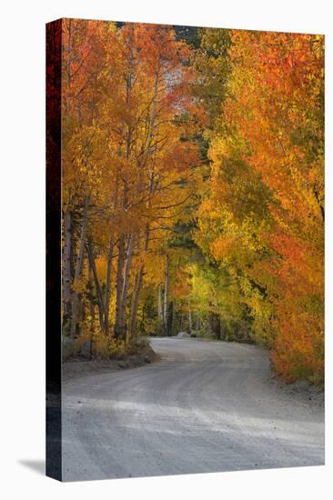 California, Sierra Mountains. Dirt Road Through Aspen Trees in Autumn-Jaynes Gallery-Premier Image Canvas