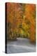 California, Sierra Mountains. Dirt Road Through Aspen Trees in Autumn-Jaynes Gallery-Premier Image Canvas
