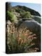 California, Sierra Nevada, Alabama Hills, Apricot Mallow Backlit-Christopher Talbot Frank-Premier Image Canvas