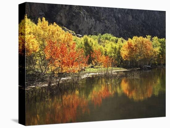 California, Sierra Nevada, Autumn Aspen Trees Reflecting in Grant Lake-Christopher Talbot Frank-Premier Image Canvas