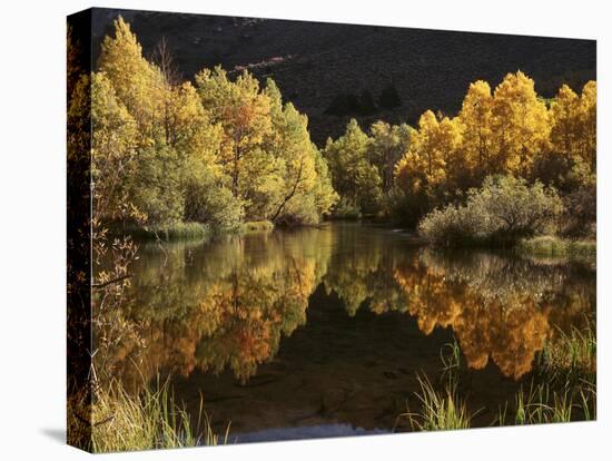 California, Sierra Nevada, Autumn Aspen Trees Reflecting in Rush Creek-Christopher Talbot Frank-Premier Image Canvas