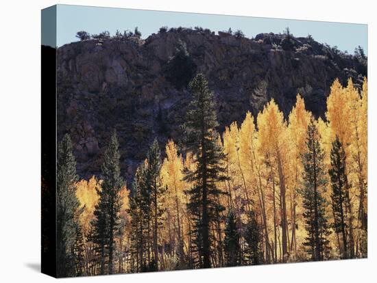 California, Sierra Nevada, Autumn Aspens in the Bishop Creak Area-Christopher Talbot Frank-Premier Image Canvas