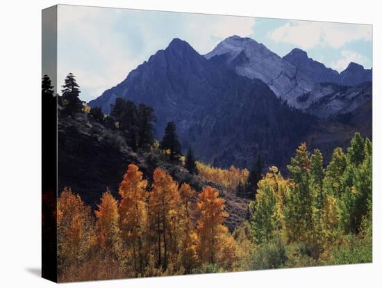 California, Sierra Nevada, Autumn Aspens in the Mcgee Creak Area-Christopher Talbot Frank-Premier Image Canvas