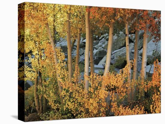 California, Sierra Nevada, Autumn Colors of Aspen Trees in Inyo NF-Christopher Talbot Frank-Premier Image Canvas