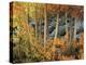 California, Sierra Nevada, Autumn Colors of Aspen Trees in Inyo NF-Christopher Talbot Frank-Premier Image Canvas