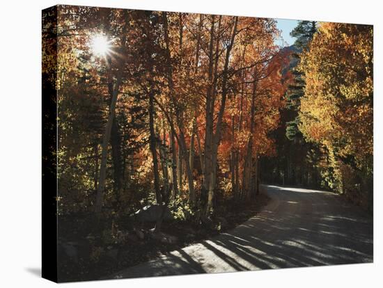 California, Sierra Nevada, Autumn Colors of Aspen Trees in Inyo NF-Christopher Talbot Frank-Premier Image Canvas