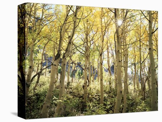 California, Sierra Nevada, Autumn Colors of Aspen Trees in the Forest-Christopher Talbot Frank-Premier Image Canvas