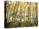 California, Sierra Nevada, Autumn Colors of Aspen Trees in the Forest-Christopher Talbot Frank-Premier Image Canvas