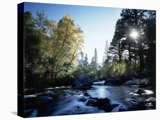 California, Sierra Nevada, Fall Color Trees on a Creek-Christopher Talbot Frank-Premier Image Canvas