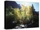 California, Sierra Nevada, Fall Colors of Cottonwood Trees on a Creek-Christopher Talbot Frank-Premier Image Canvas