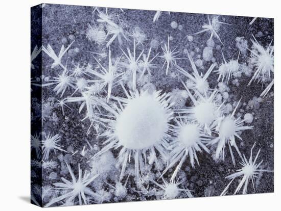 California, Sierra Nevada, Ice Crystals on a Lake for Frozen Bubbles-Christopher Talbot Frank-Premier Image Canvas