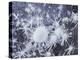 California, Sierra Nevada, Ice Crystals on a Lake for Frozen Bubbles-Christopher Talbot Frank-Premier Image Canvas