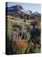 California, Sierra Nevada. Indian Paintbrush, Castilleja, and Lupine-Christopher Talbot Frank-Premier Image Canvas