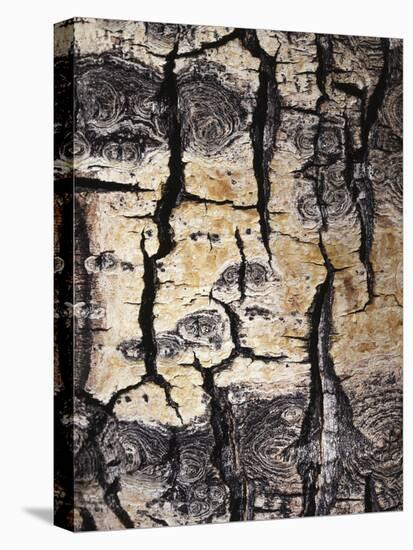 California, Sierra Nevada, Inyo Nf, Abstract of Aspen Tree Trunk-Christopher Talbot Frank-Premier Image Canvas