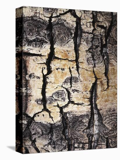California, Sierra Nevada, Inyo Nf, Abstract of Aspen Tree Trunk-Christopher Talbot Frank-Premier Image Canvas