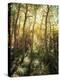 California, Sierra Nevada, Inyo Nf, Autumn Aspen Forest-Christopher Talbot Frank-Premier Image Canvas