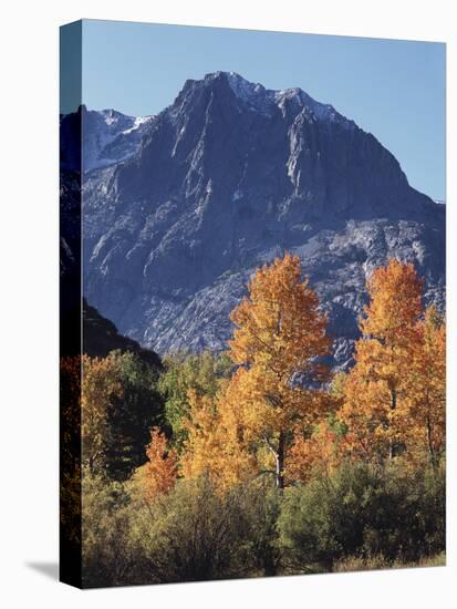 California, Sierra Nevada, Inyo Nf, Autumn Aspens Below Mountain Peak-Christopher Talbot Frank-Premier Image Canvas