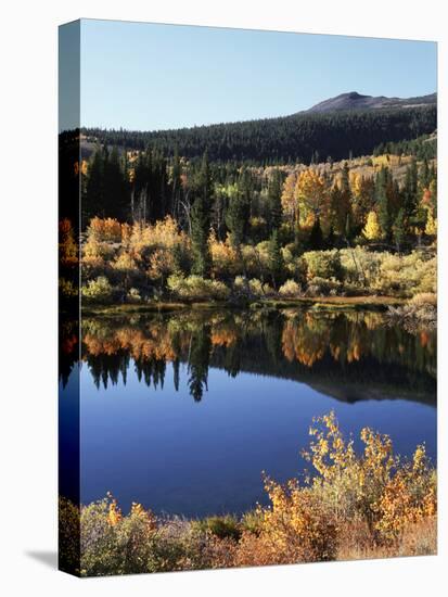 California, Sierra Nevada, Inyo Nf, Autumn Aspens Reflecting in a Pond-Christopher Talbot Frank-Premier Image Canvas