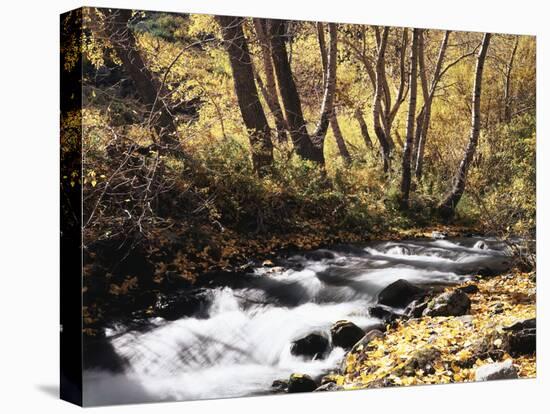 California, Sierra Nevada, Inyo Nf, Cottonwood Trees Along Mcgee Creek-Christopher Talbot Frank-Premier Image Canvas