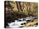 California, Sierra Nevada, Inyo Nf, Cottonwood Trees Along Mcgee Creek-Christopher Talbot Frank-Premier Image Canvas