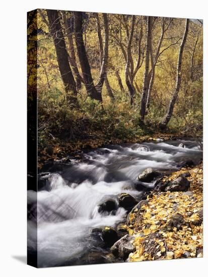 California, Sierra Nevada, Inyo Nf, Cottonwood Trees Along Mcgee Creek-Christopher Talbot Frank-Premier Image Canvas