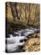 California, Sierra Nevada, Inyo Nf, Cottonwood Trees Along Mcgee Creek-Christopher Talbot Frank-Premier Image Canvas