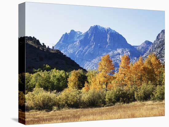 California, Sierra Nevada, Inyo Nf, Fall Colors of Aspen Trees-Christopher Talbot Frank-Premier Image Canvas