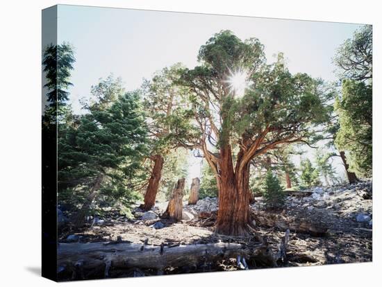 California, Sierra Nevada, Inyo Nf, Old Growth Juniper Tree, Juniperus-Christopher Talbot Frank-Premier Image Canvas
