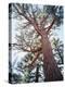 California, Sierra Nevada, Inyo Nf, Old Growth Ponderosa Pine Tree-Christopher Talbot Frank-Premier Image Canvas