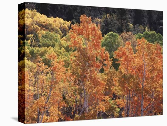 California, Sierra Nevada, Inyo Nf, Rred Fall Colors of Aspens-Christopher Talbot Frank-Premier Image Canvas