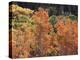California, Sierra Nevada, Inyo Nf, Rred Fall Colors of Aspens-Christopher Talbot Frank-Premier Image Canvas