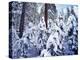 California, Sierra Nevada, Inyo Nf, Snow Covered Red Fir Tree Forest-Christopher Talbot Frank-Premier Image Canvas