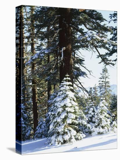 California, Sierra Nevada, Inyo Nf, Snow Covered Red Fir Trees Trees-Christopher Talbot Frank-Premier Image Canvas