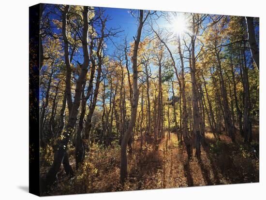 California, Sierra Nevada, Inyo Nf, Suns Rays Backlight Autumn Aspens-Christopher Talbot Frank-Premier Image Canvas