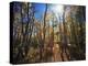 California, Sierra Nevada, Inyo Nf, Suns Rays Backlight Autumn Aspens-Christopher Talbot Frank-Premier Image Canvas