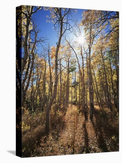 California, Sierra Nevada, Inyo Nf, Suns Rays Through Autumn Aspens-Christopher Talbot Frank-Premier Image Canvas