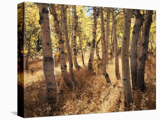 California, Sierra Nevada, Inyo Nf, the Autumn Colors of Aspen Trees-Christopher Talbot Frank-Premier Image Canvas