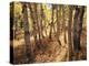 California, Sierra Nevada, Inyo Nf, the Autumn Colors of Aspen Trees-Christopher Talbot Frank-Premier Image Canvas